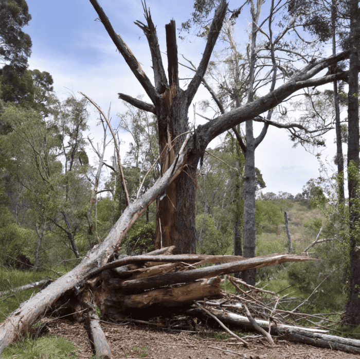 dead and dangerous tree removal Canberra 1 - Obrien Tree Services, Tree removal specialists.